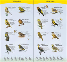 Load image into Gallery viewer, Birds of the Midwest Quick Guide