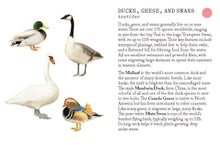 Load image into Gallery viewer, Bird Families