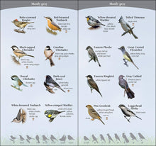 Load image into Gallery viewer, Birds of the Midwest Quick Guide