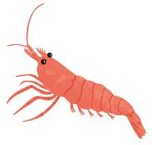 Load image into Gallery viewer, Secrets of the Seashore