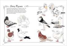 Load image into Gallery viewer, Bird Anatomy: Trade Paperback