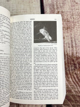 Load image into Gallery viewer, Handbook of Nature Study