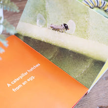Load image into Gallery viewer, Caterpillar to Butterfly boardbook
