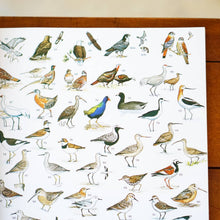 Load image into Gallery viewer, Birds Field Guide c.b.