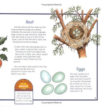 Load image into Gallery viewer, Birds, Nests & Eggs