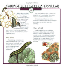 Load image into Gallery viewer, Caterpillars, Bugs and Butterflies