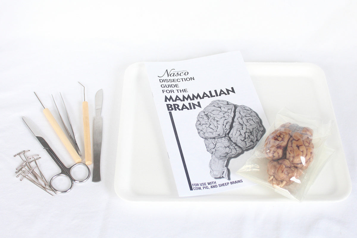 Sheep Brain Dissection Kit Home Educational Resources