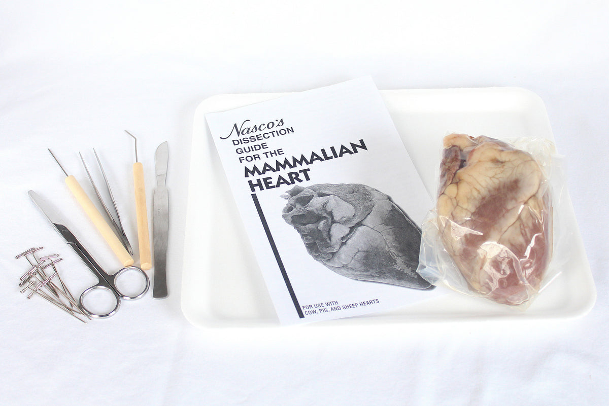 Sheep Heart Dissection Kit Home Educational Resources