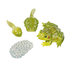 Load image into Gallery viewer, Pond Exploration Kit
