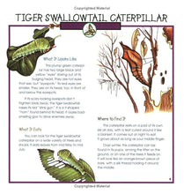 Load image into Gallery viewer, Caterpillars, Bugs and Butterflies
