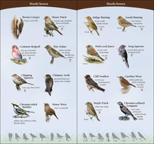 Load image into Gallery viewer, Birds of the Midwest Quick Guide
