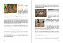 Load image into Gallery viewer, Midwest Birding for Beginners
