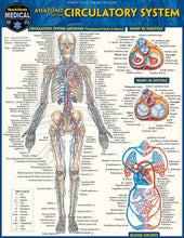 Load image into Gallery viewer, Anatomy of The Circulatory System Guide
