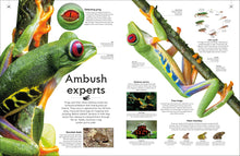 Load image into Gallery viewer, Shapes Of Nature
