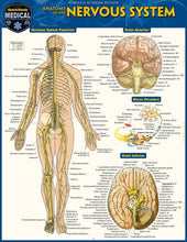 Load image into Gallery viewer, Anatomy of The Nervous System Guide
