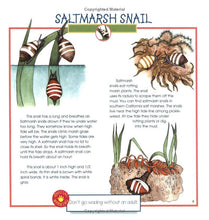 Load image into Gallery viewer, Seashells, Crabs and Sea Stars
