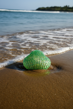 Load image into Gallery viewer, Squishy Seashell  With A Needoh Icecube Texture
