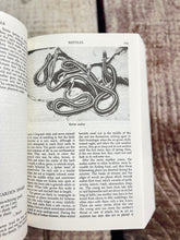 Load image into Gallery viewer, Handbook of Nature Study
