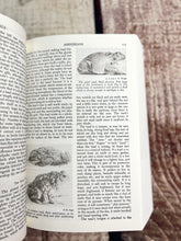 Load image into Gallery viewer, Handbook of Nature Study
