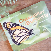 Load image into Gallery viewer, Caterpillar to Butterfly boardbook
