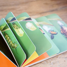 Load image into Gallery viewer, Caterpillar to Butterfly boardbook
