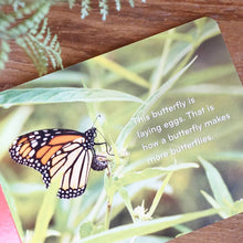 Load image into Gallery viewer, Caterpillar to Butterfly boardbook
