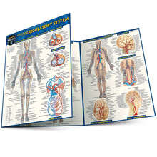 Load image into Gallery viewer, Anatomy of The Circulatory System Guide
