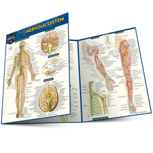 Load image into Gallery viewer, Anatomy of The Nervous System Guide
