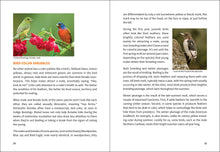 Load image into Gallery viewer, Midwest Birding for Beginners
