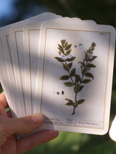 Load image into Gallery viewer, Healing Plants - 50 Botanical Cards
