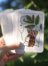Load image into Gallery viewer, Healing Plants - 50 Botanical Cards
