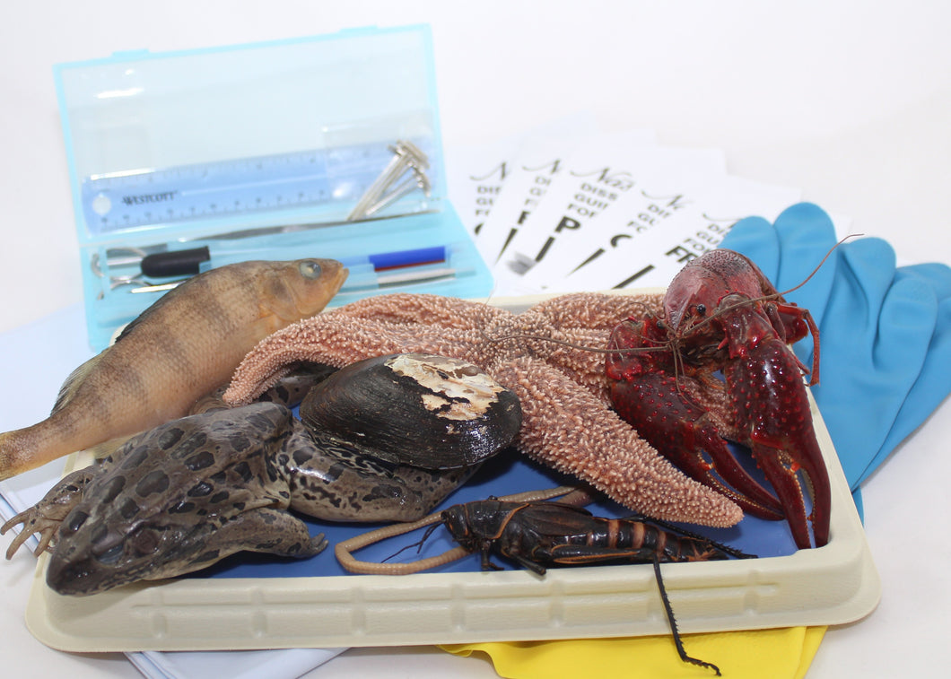 Intermediate Dissection Lab Kit