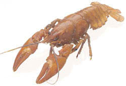 Crayfish, 4-6", plain