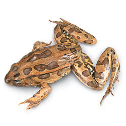 Frog, 4-5", plain