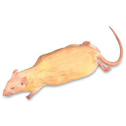 Rat, 7-9", plain