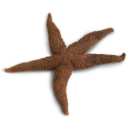 Starfish, 6-8", plain