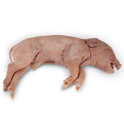 Pig, 7-10", plain