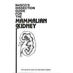 Mammal Kidney Dissection Guide
