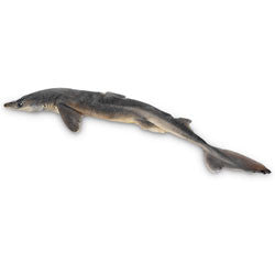 Dogfish Shark, 18-22