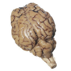 Brain, Sheep Organ, plain
