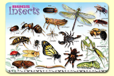 Bugs & Insects