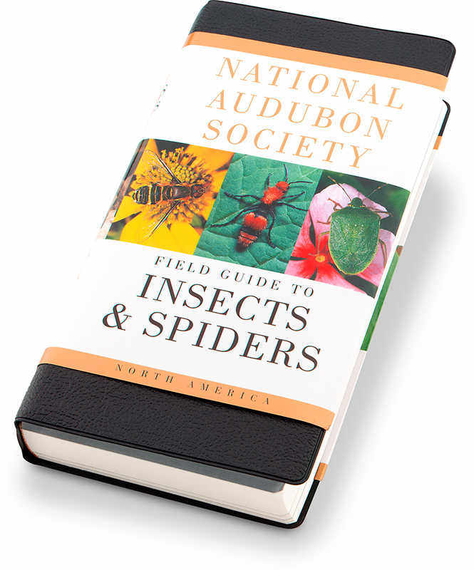 Insects & Spiders Audubon Guide
